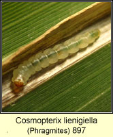 Cosmopterix lienigiella