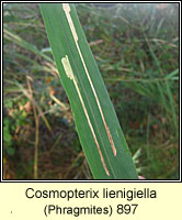 Cosmopterix lienigiella