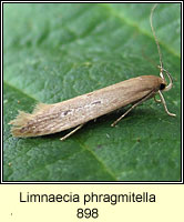 Limnaecia phragmitella