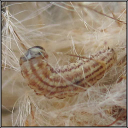 Limnaecia phragmitella