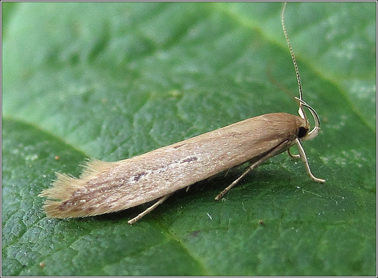 Limnaecia phragmitella