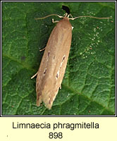 Limnaecia phragmitella