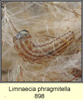 Limnaecia phragmitella