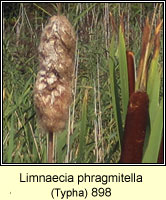 Limnaecia phragmitella