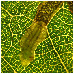 Stigmella basiguttella