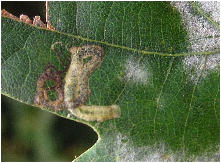 Stigmella basiguttella