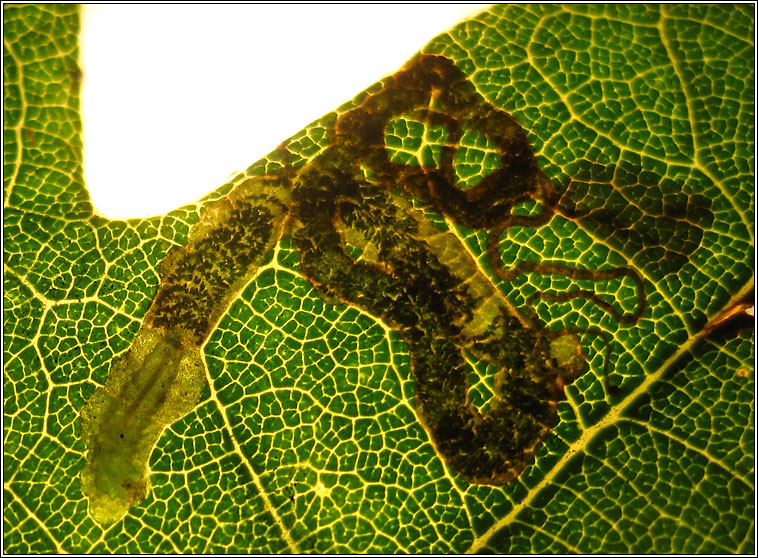 Stigmella basiguttella