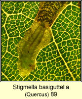 Stigmella basiguttella