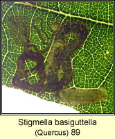 Stigmella basiguttella