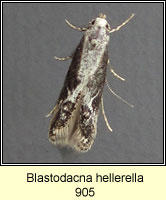 Blastodacna hellerella