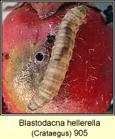 Blastodacna hellerella