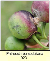 Phtheochroa sodaliana