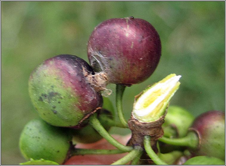 Phtheochroa sodaliana