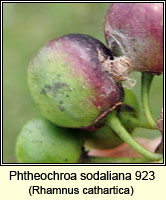 Phtheochroa sodaliana