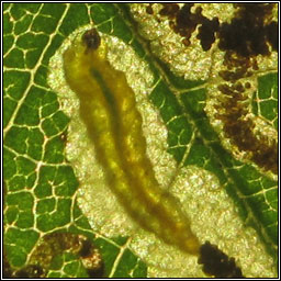 Stigmella anomalella