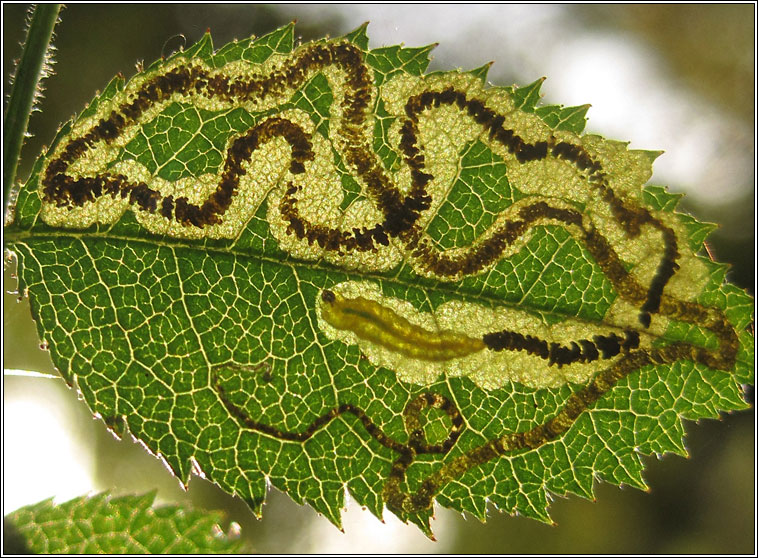 Stigmella anomalella