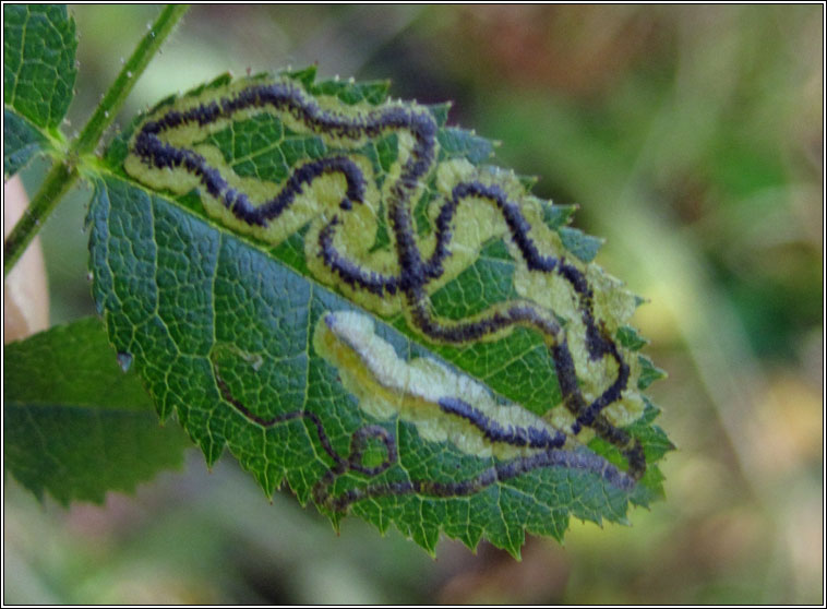 Stigmella anomalella