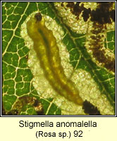 Stigmella anomalella