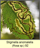 Stigmella anomalella