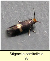 Stigmella centifoliella