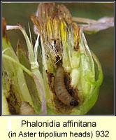 Phalonidia affinitana