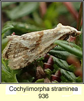 Cochylimorpha straminea