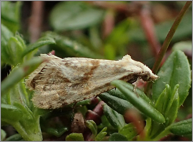 Cochylimorpha straminea