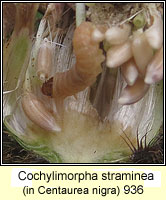 Cochylimorpha straminea