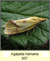 Agapeta hamana