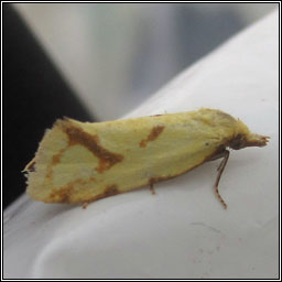 Agapeta hamana