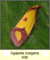 Agapeta zoegana