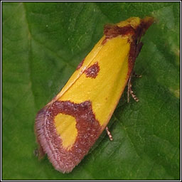 Agapeta zoegana