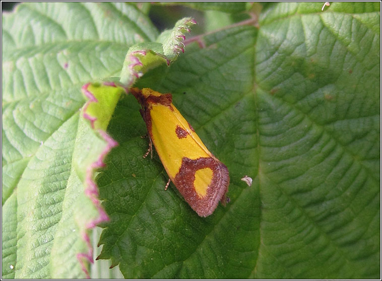 Agapeta zoegana