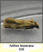 Aethes tesserana