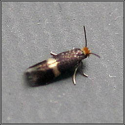 Stigmella centifoliella