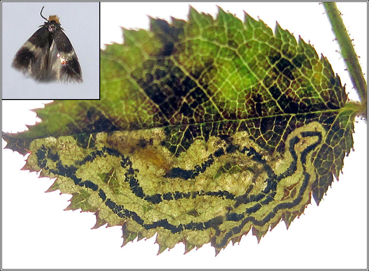 Stigmella centifoliella