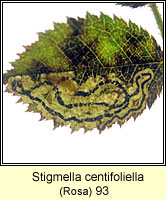 Stigmella centifoliella