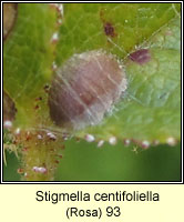 Stigmella centifoliella