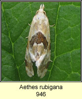 Aethes rubigana