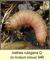 Aethes rubigana