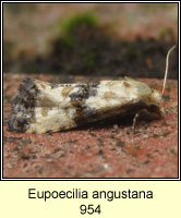 Eupoecilia angustana