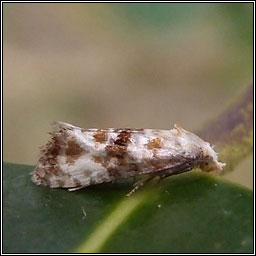 Eupoecilia angustana