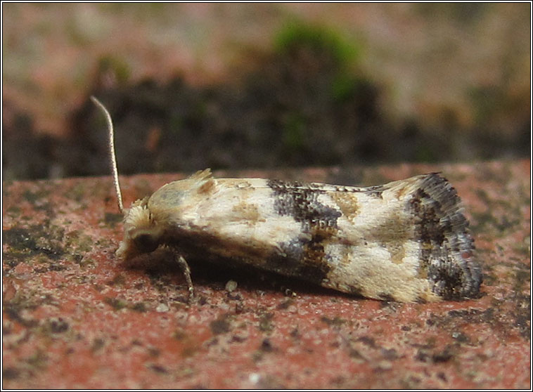 Eupoecilia angustana f. angustana