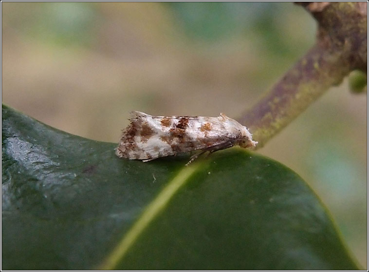 Eupoecilia angustana f. fasciella