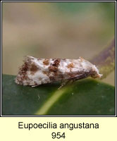 Eupoecilia angustana