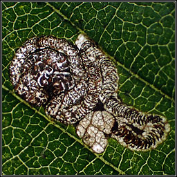 Stigmella viscerella