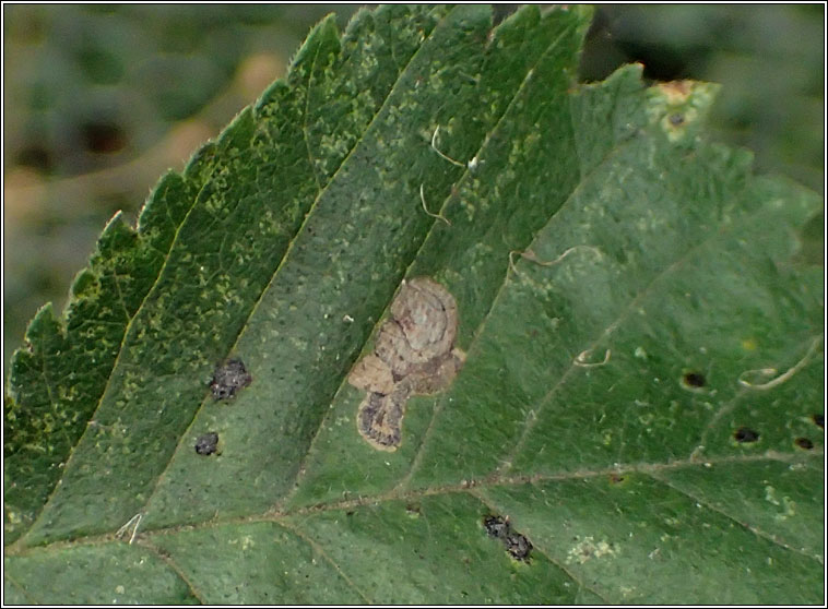 Stigmella viscerella