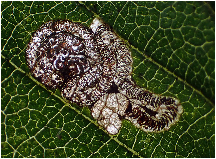 Stigmella viscerella