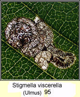 Stigmella viscerella