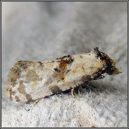 Cochylis molliculana